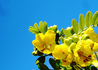 黄色の花と空.jpg