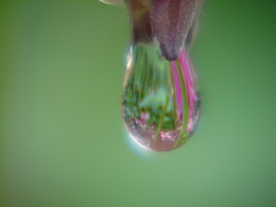 花から滴る水滴.jpg